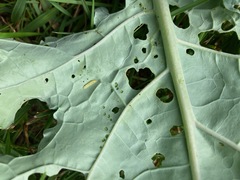 Evergestis rimosalis