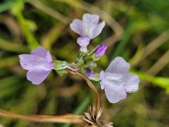 Nuttallanthus canadensis