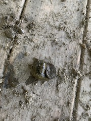 Cipangopaludina chinensis