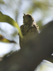 Thryothorus ludovicianus