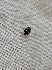 Brachiacantha decempustulata