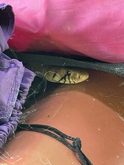 Drymarchon melanurus