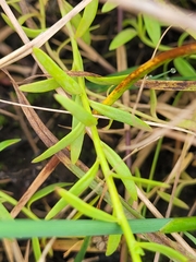 Nuttallanthus canadensis