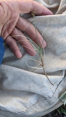 Carex incurviformis