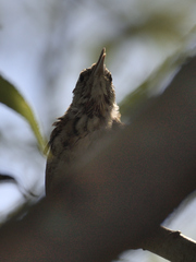 Thryothorus ludovicianus