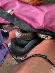 Drymarchon melanurus