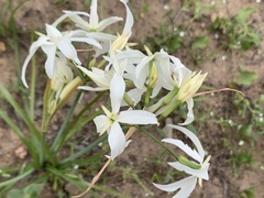 Leucocoryne ixioides