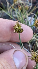 Carex incurviformis
