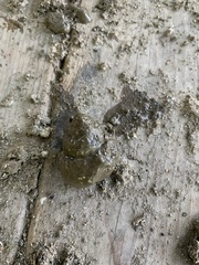 Cipangopaludina chinensis