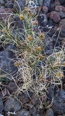 Carex incurviformis