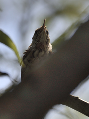 Thryothorus ludovicianus