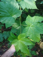 Rubus odoratus