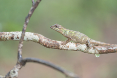 Agamidae