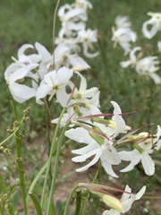 Leucocoryne ixioides