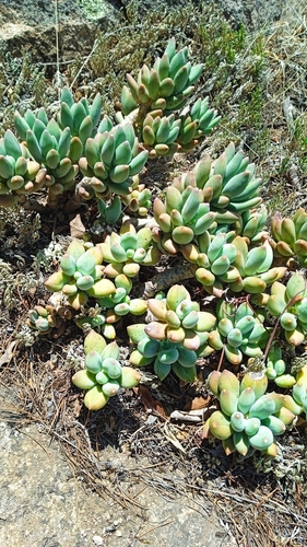 Pachyphytum hookeri