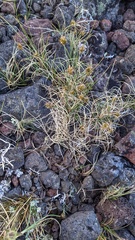 Carex incurviformis