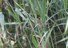 Acrocephalus scirpaceus