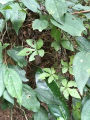 Tetrastigma obtectum