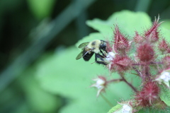 Bombus bimaculatus