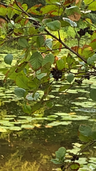 Alnus serrulata
