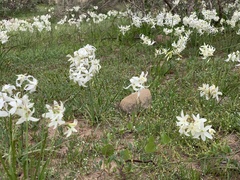 Leucocoryne ixioides