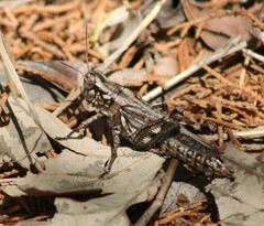 Melanoplus macclungi