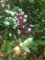 Actaea pachypoda pachypoda