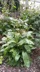 Betonica officinalis