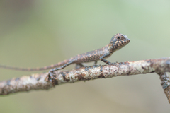 Agamidae