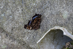 Kaniska canace