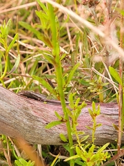 Nuttallanthus canadensis