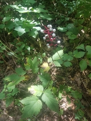 Actaea pachypoda pachypoda