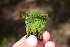 Aulacomnium androgynum