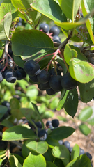 Aronia melanocarpa