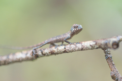 Agamidae