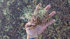 Carex incurviformis