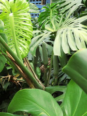 Monstera deliciosa