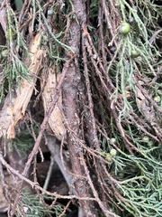 Juniperus horizontalis