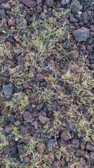 Carex incurviformis