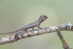 Agamidae