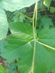 Rubus odoratus