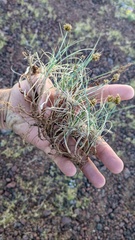 Carex incurviformis