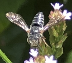 Coelioxys