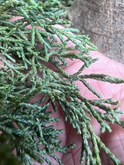 Juniperus horizontalis