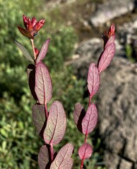 Hypericum virginicum