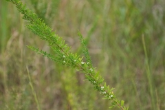 Lespedeza cuneata