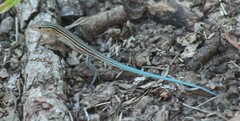 Aspidoscelis sexlineatus