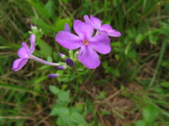 Phlox carolina
