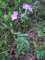 Phlox carolina