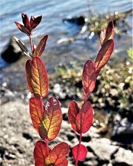 Hypericum virginicum
